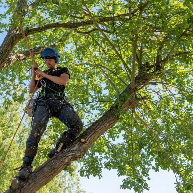 Chantier réalisé par AIGLES SERVICES